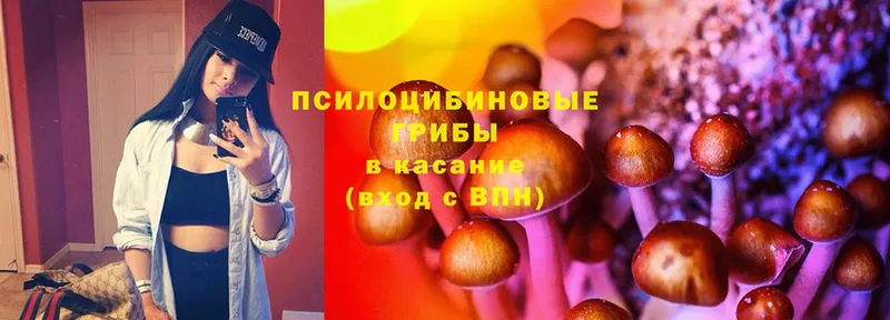 Галлюциногенные грибы Psilocybe  где продают наркотики  Воткинск 